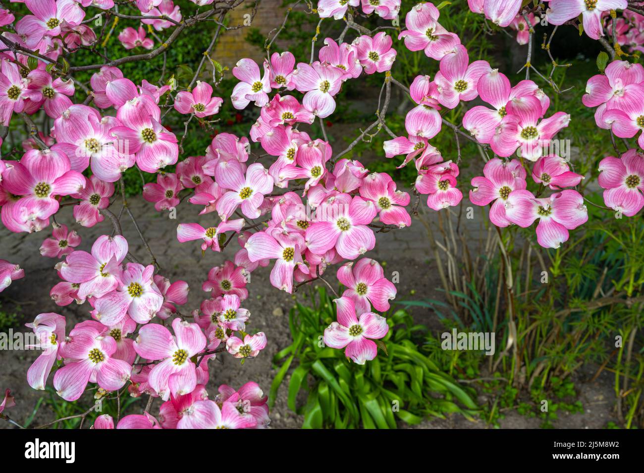 Pink flowers on a dogwood tree in the botanical garden Karlsruhe. Germany, Baden Wuerttemberg, Europe Stock Photo