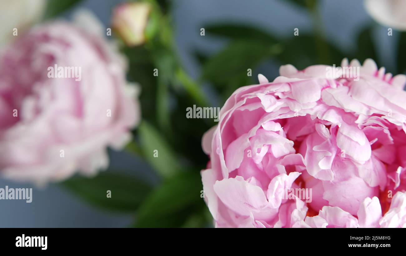 Peony flowers spring bloom, light pink floral blossom of paeony bud close up. Springtime botanical background. Fresh tender delicate petals, spring flora. Pastel color paeonia inflorescence. Bouquet. Stock Photo