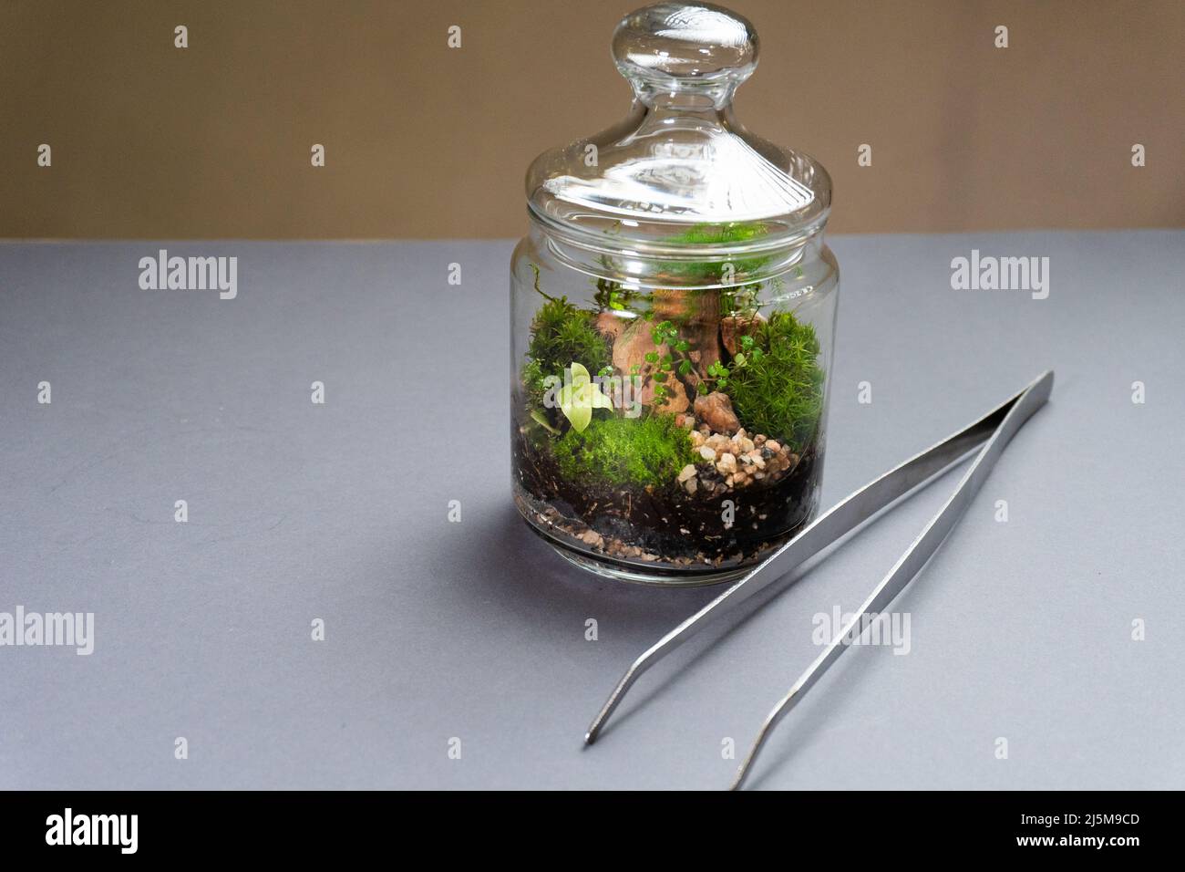 Florarium with different kinds of plants. Home decoration Stock Photo