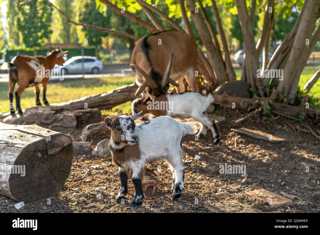 Swiss goats outside in a garden under early evening sunshine Stock Photo
