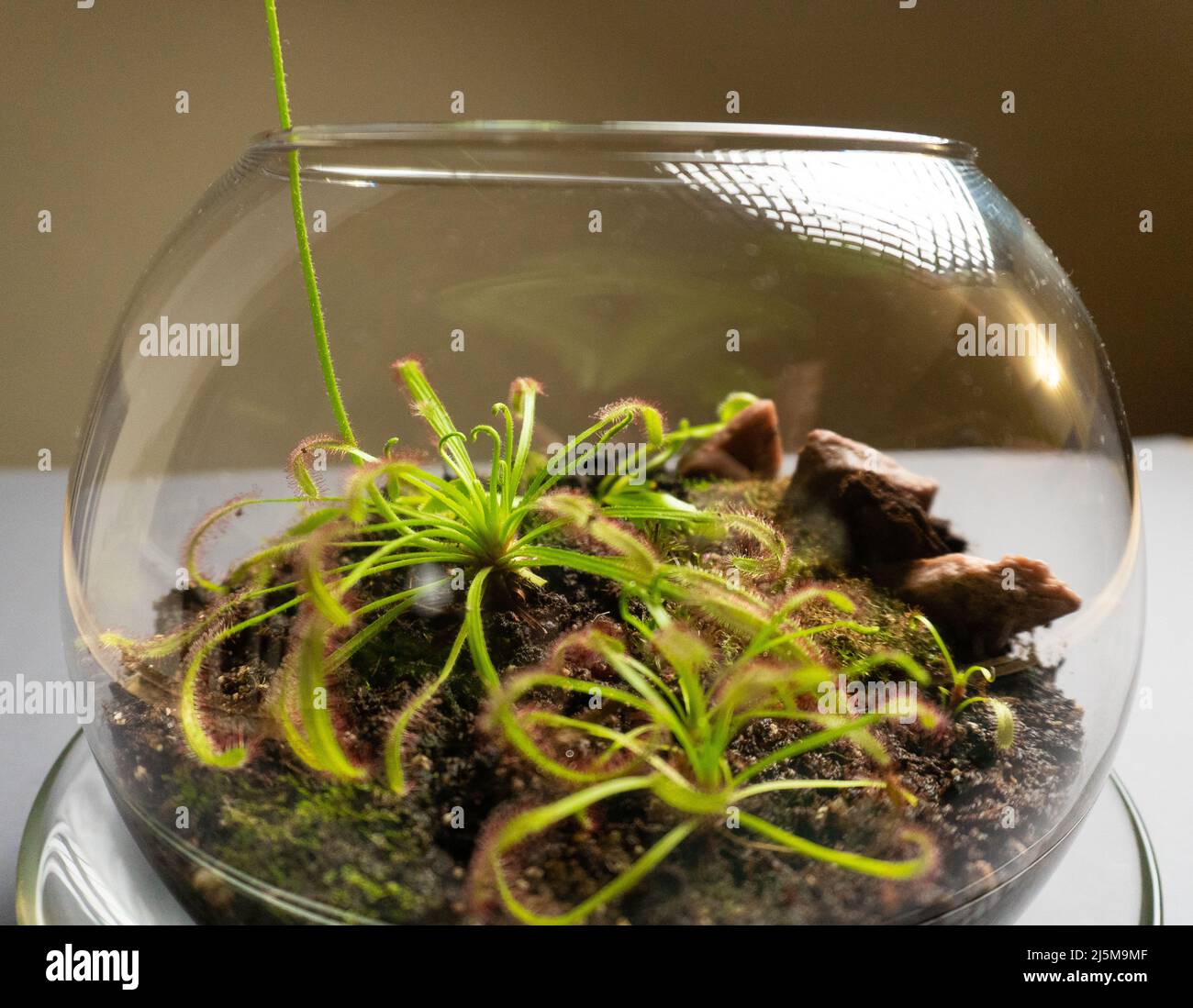 Florarium with different kinds of plants. Home decoration Stock Photo