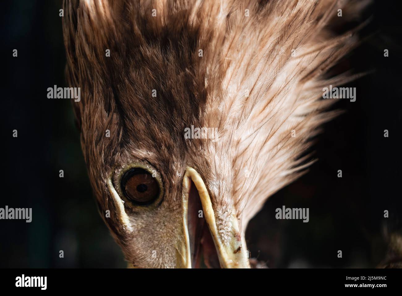 Ukraine animal animals hi-res stock photography and images - Alamy Ukraine animal animals hi-res stock photography and images - Alamy