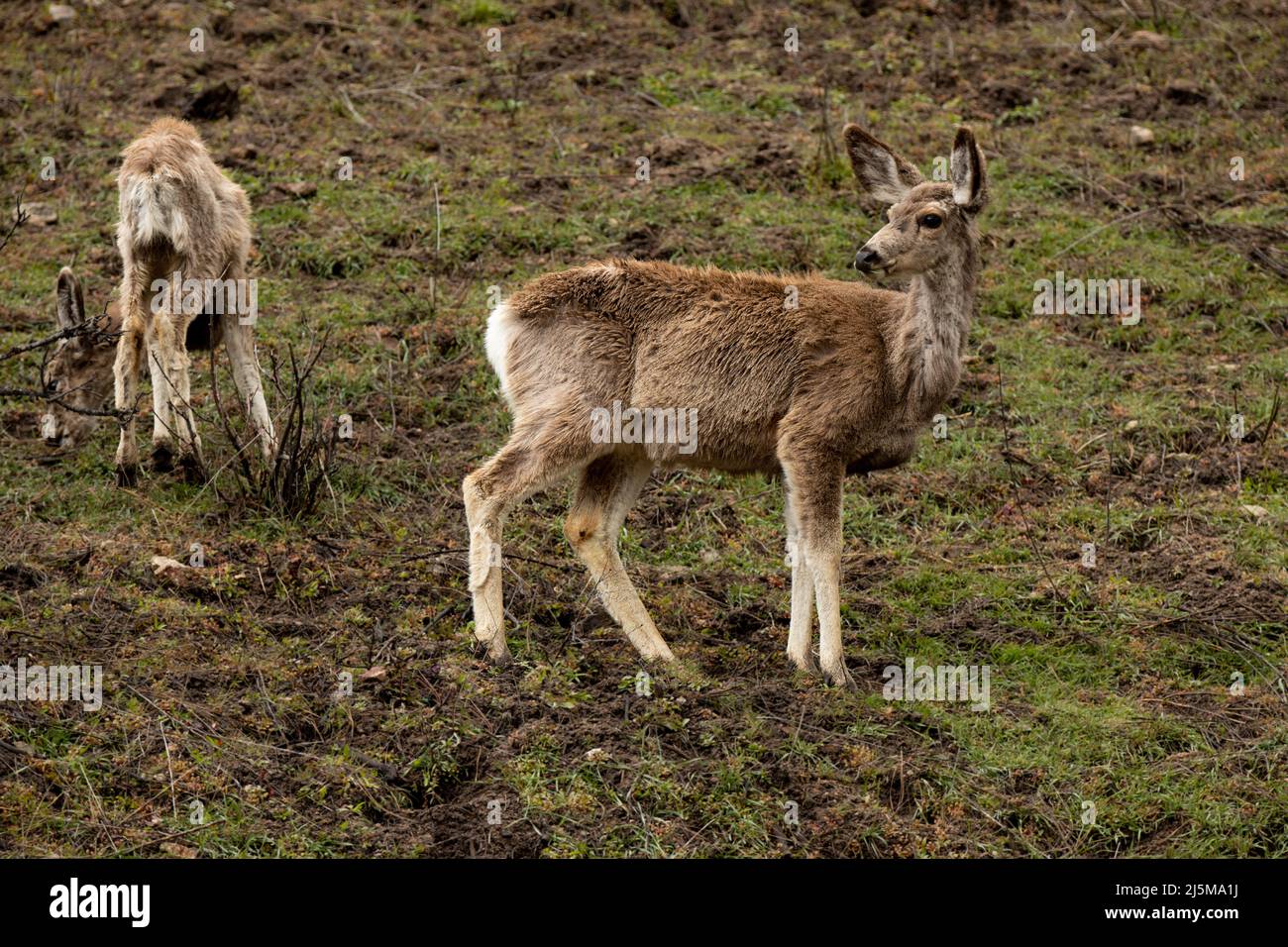 Mule deer eating food after a long winter Stock Photo