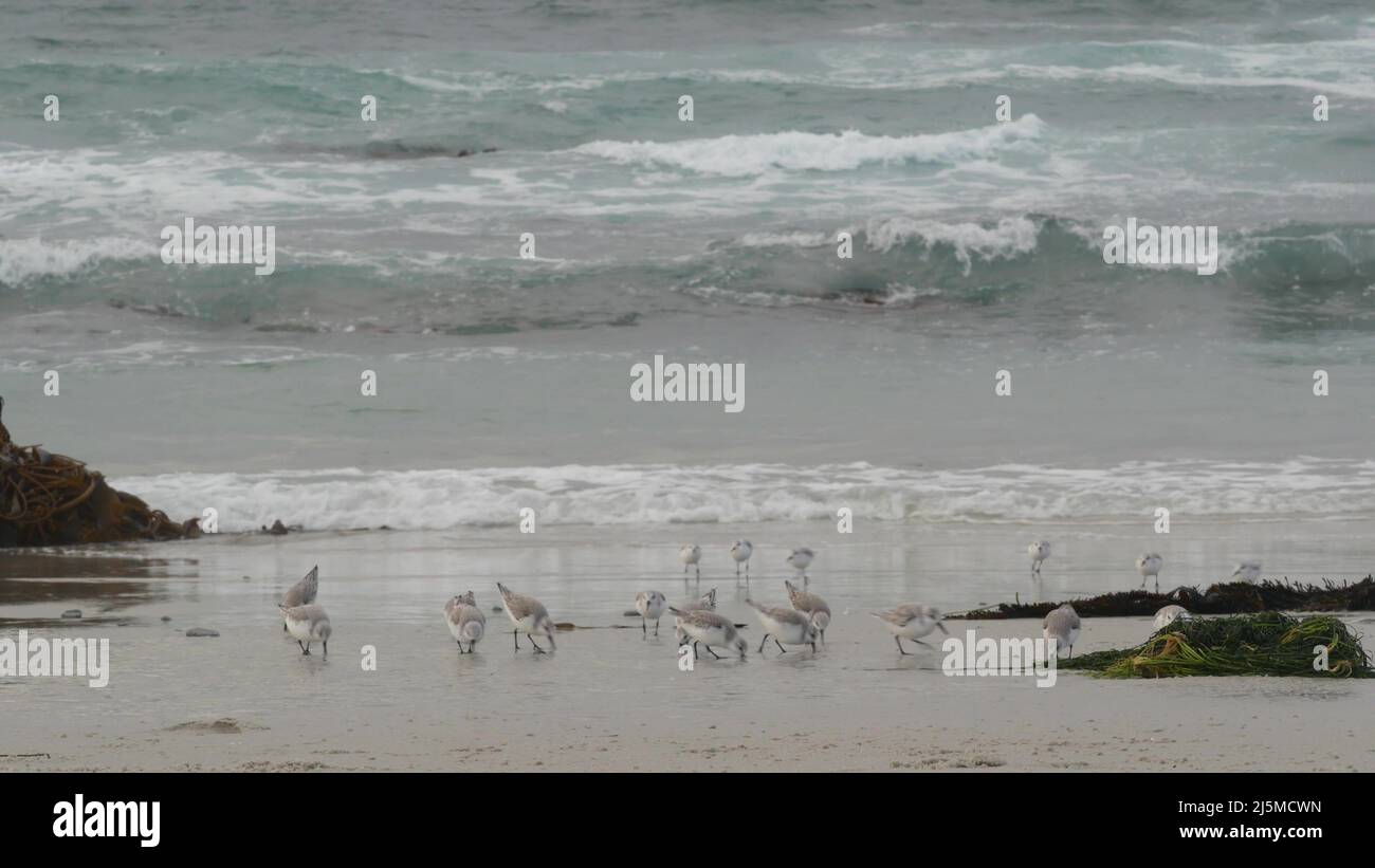 Ocean waves and many sandpiper birds, rocky beach, small sand piper plover shorebirds flock, Monterey wildlife, California coast, USA. Sea water tide, littoral sand. Tiny fast young baby avian running Stock Photo