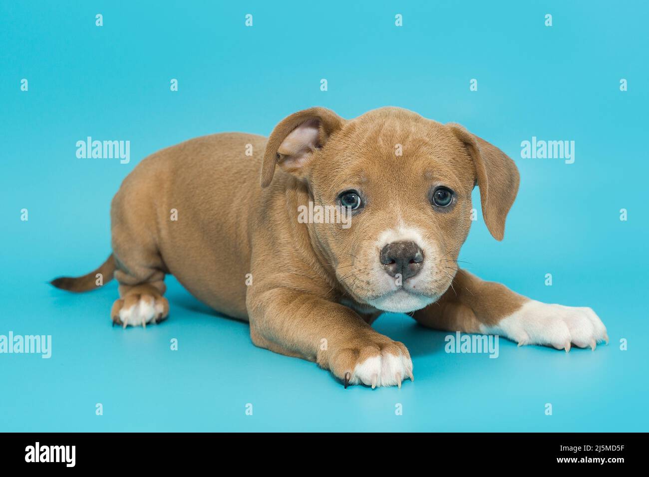 American bully dog hi-res stock photography and images - Alamy