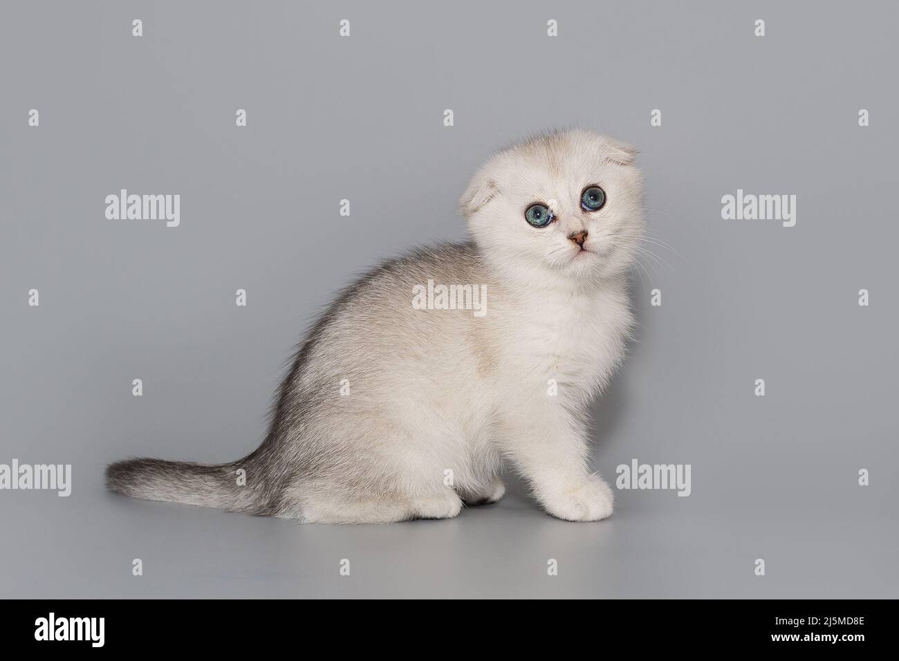 Small fold-eared Scottish kitten on a gray background Stock Photo