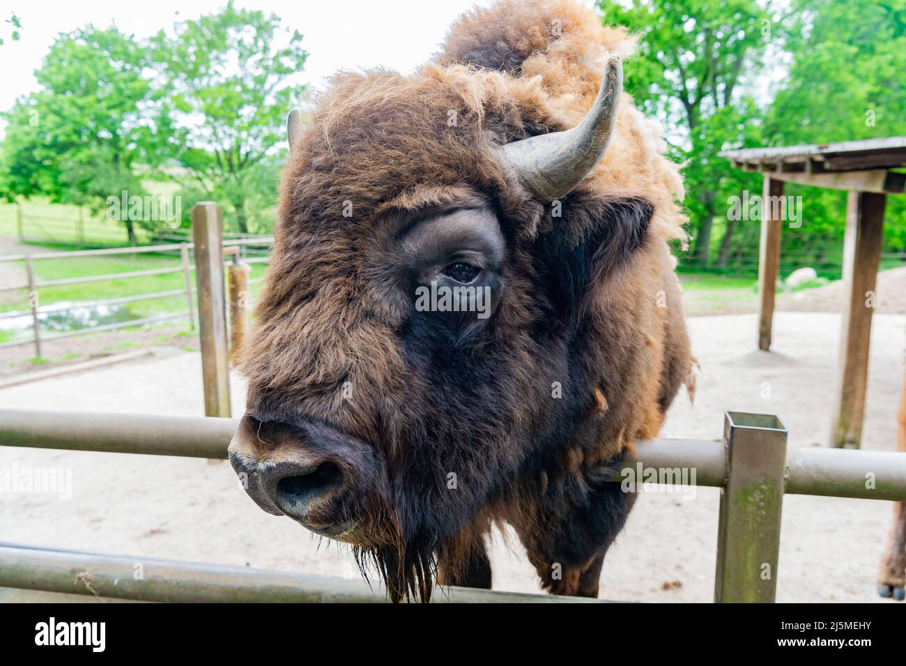 big bison head in animal park outdoor Stock Photo - Alamy