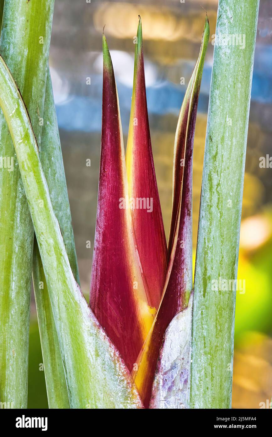 New heliconia flower blooming with explosive color Stock Photo Alamy