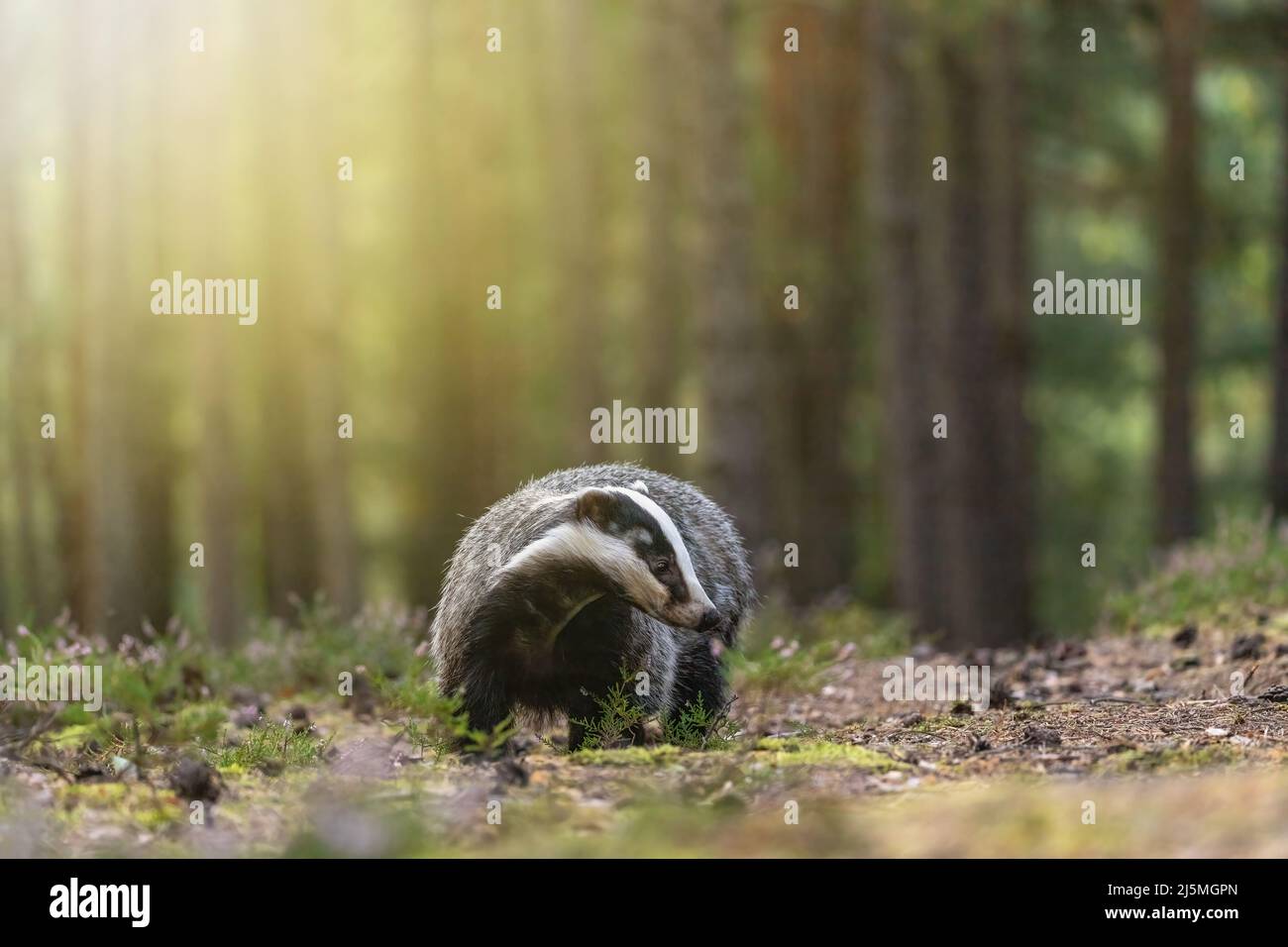 European badger is walking in summer forest. Horizontally Stock Photo ...