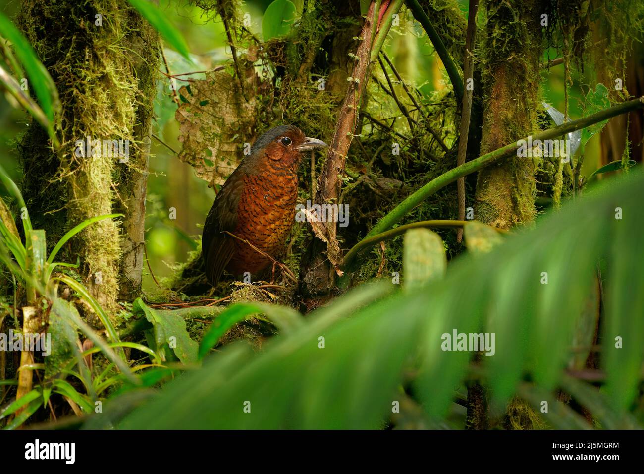Giant Antpitta - Grallaria gigantea perching bird species in antpitta family Grallariidae, rare and enigmatic, known only from Colombia and Ecuador, c Stock Photo