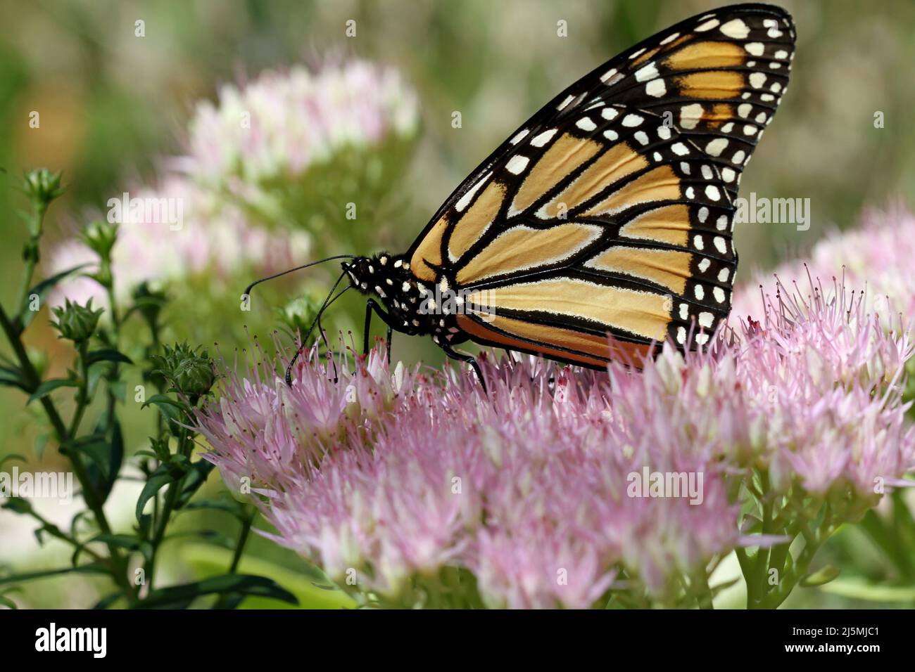 A close-up of a Monarch butterfly (Danaus plexippus), also known as the milkweed butterfly, feeding on a pink sedum plant in a New England garden Stock Photo