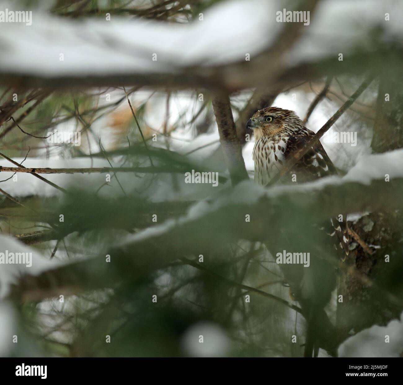 An immature Cooper's hawk (Accipiter cooperii) roosting on a branch of an Eastern White Pine (Pinus strobus) tree during a New England snowstorm Stock Photo