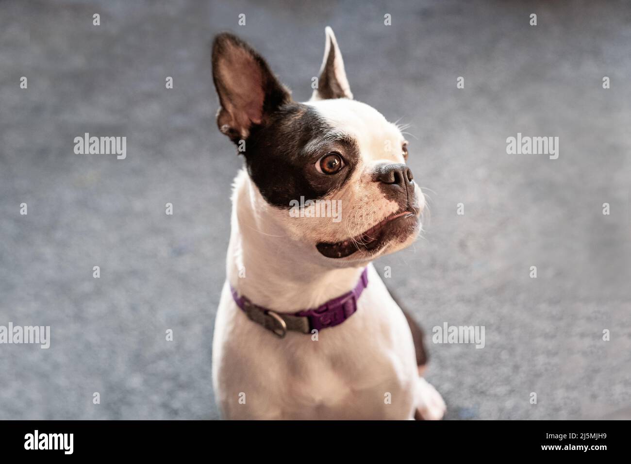 Portrait of a Boston Terrier sitting with her her in profile to the camera. Stock Photo