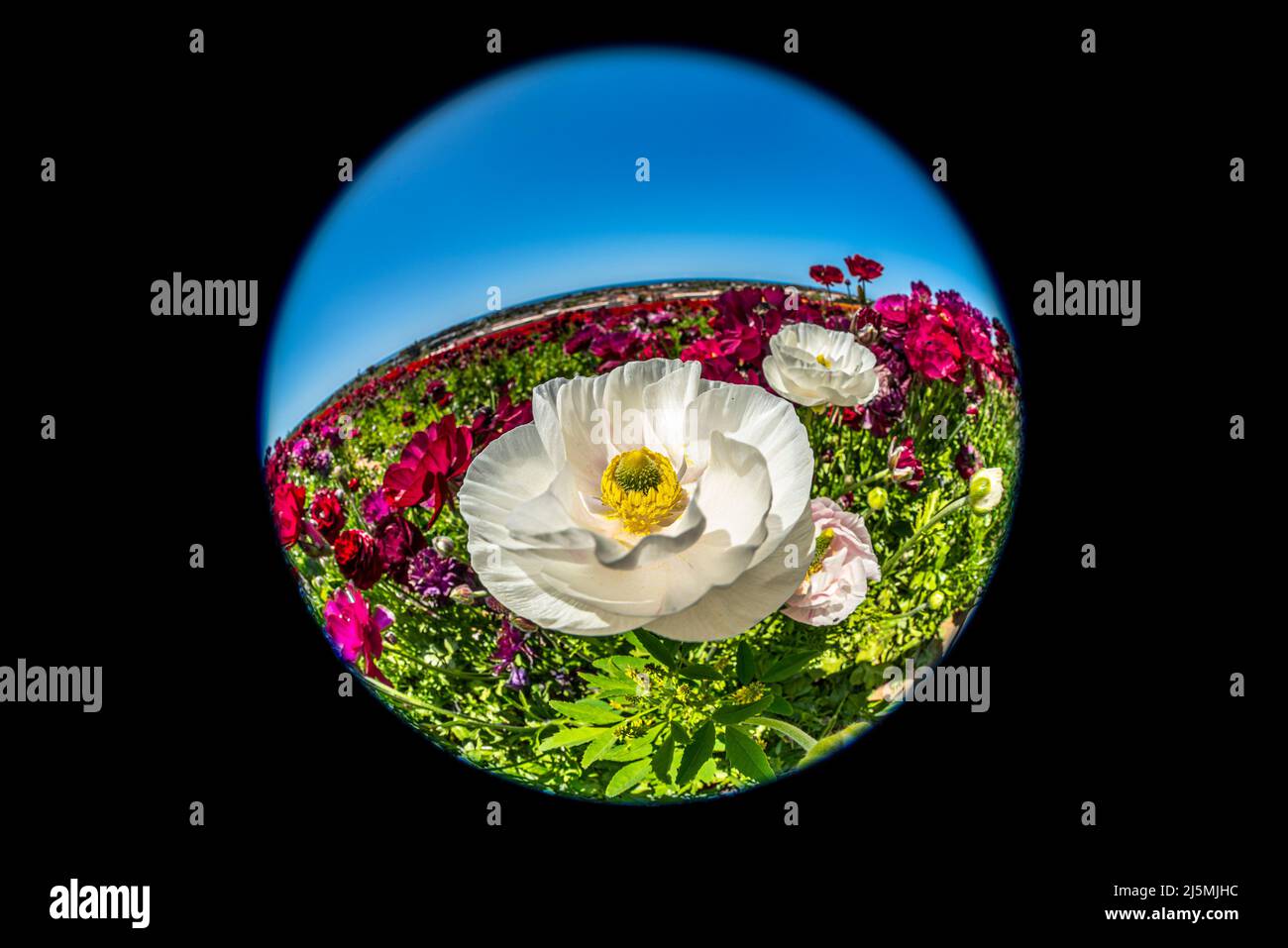 Close up of a ranunculus flower through a circular lens during springtime in California. Stock Photo