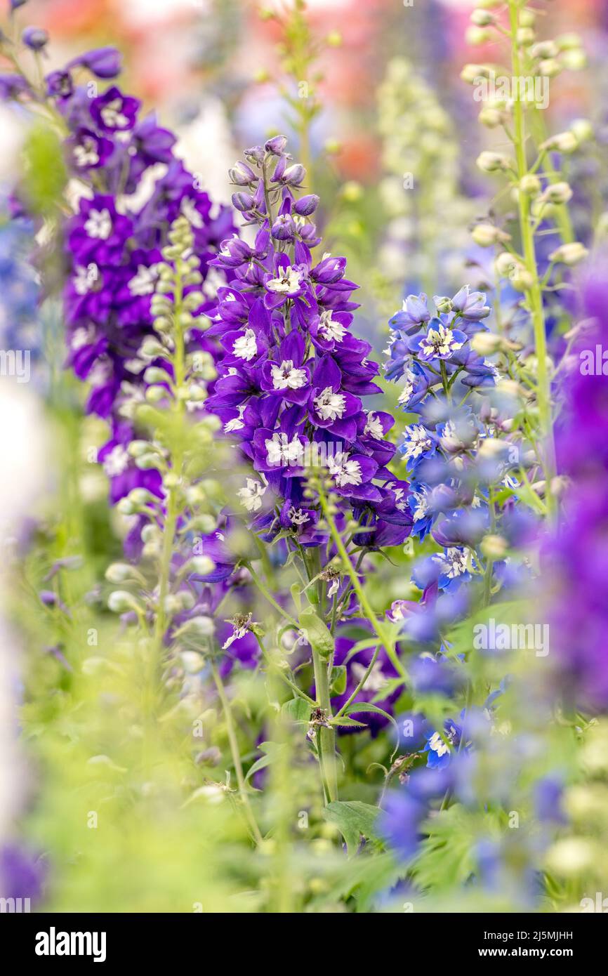 Close up of a purple snapdragon flower amongst a garden of other floral species. Stock Photo