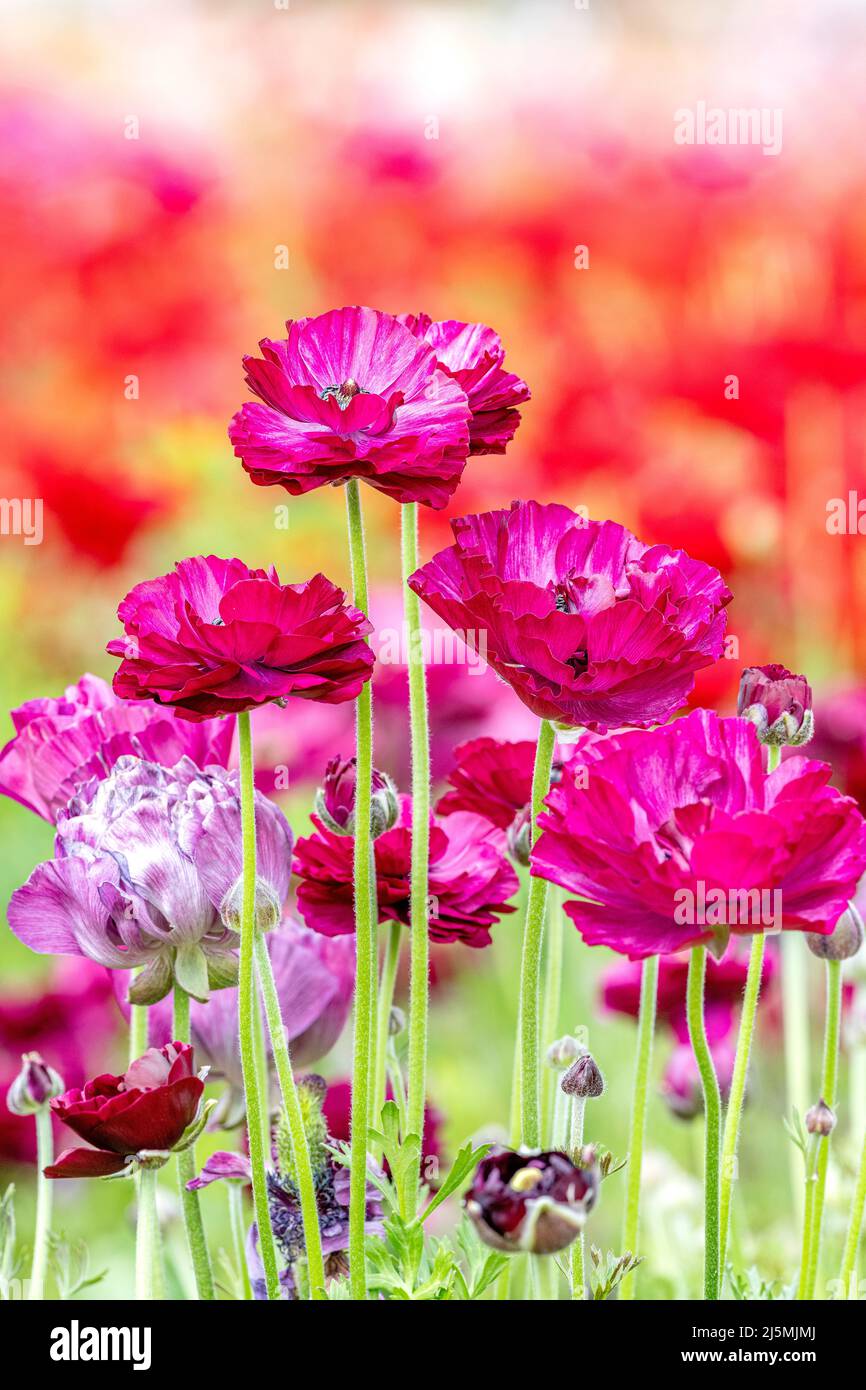 Close up of bunch of purple Ranunculus flowers within a field of other foliage during springtime in California. Stock Photo