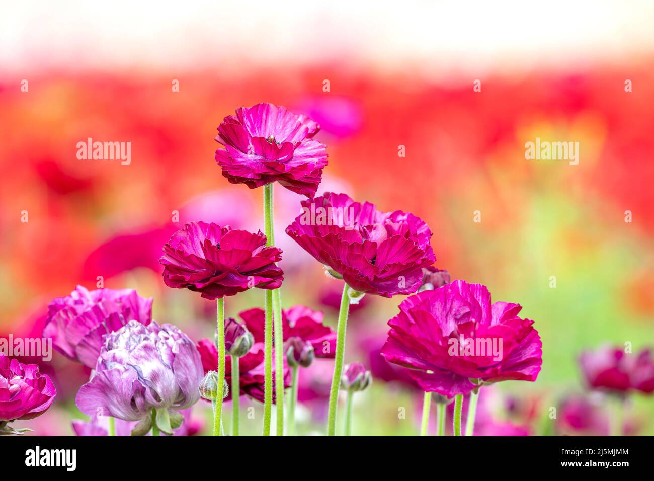 Close up of bunch of purple Ranunculus flowers within a field of other foliage during springtime in California. Stock Photo