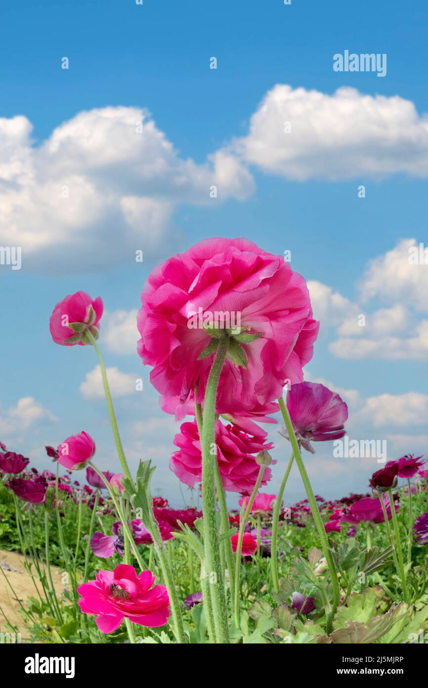 Single pink ranunculus flower framed against a beautiful sky. Stock Photo