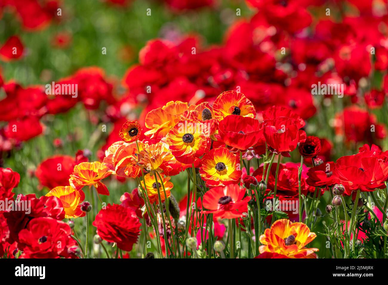Selective focus of a field of colorful ranunculus flowers within a large field of wildflowers during springtime in California. Stock Photo