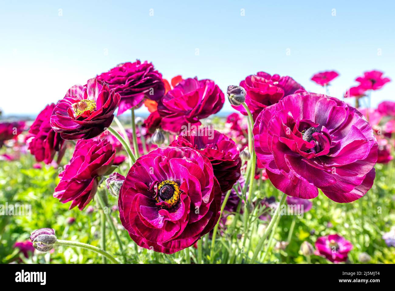 Purple ranunculus flowers in a large field of wildflowers during a bright, spring day Stock Photo