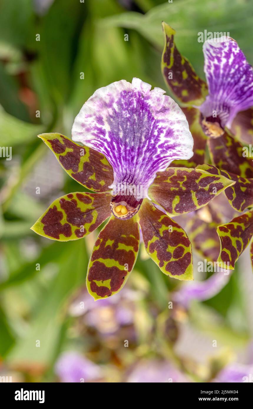 Blooming orchid during springtime shows the beautiful pink flower and healthy leafs. Focus stacked to ensure sharpness for the whole flower. Stock Photo