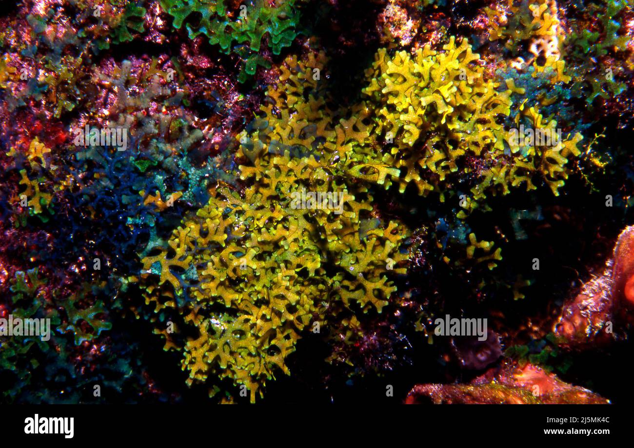 Y Branched Algae, Dictyota sp., Florida Keys National Marine Sanctuary Stock Photo