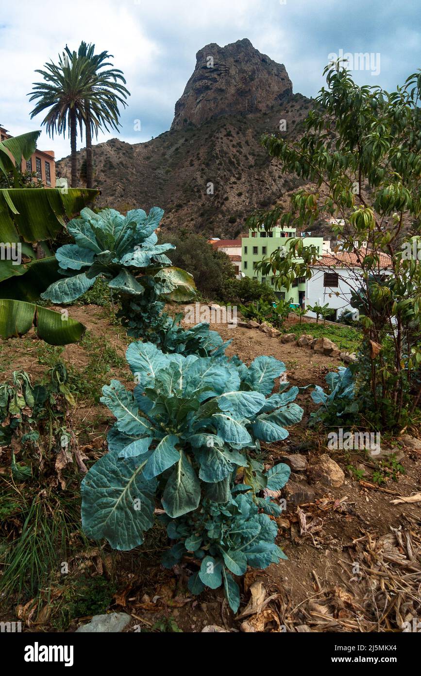 Vallehermoso, La Gomera, Canary Islands, Spain: Vegetable growing with palm and mountain backdrop Stock Photo