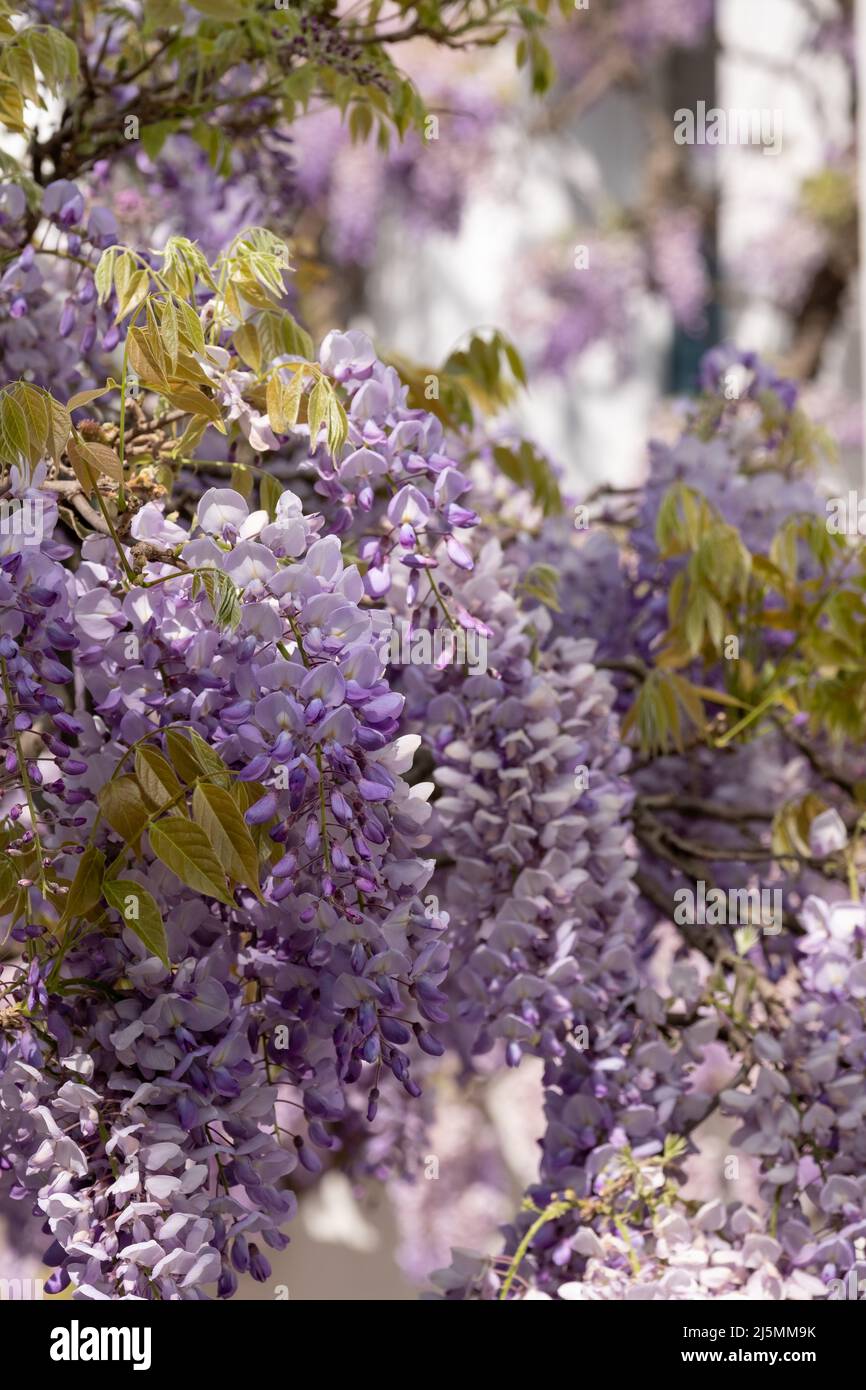 Wisteria vine stunning purple hi-res stock photography and images - Alamy
