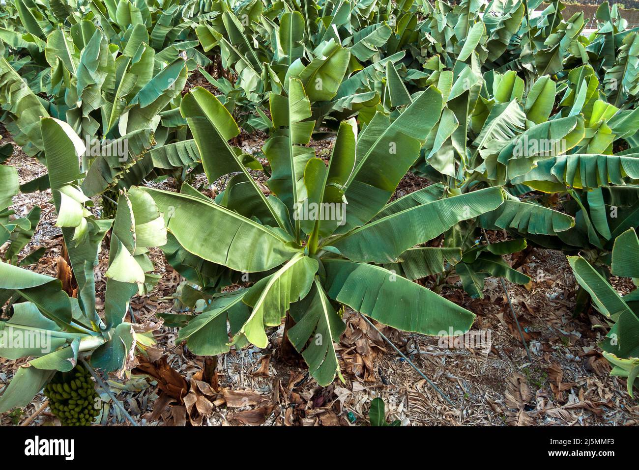 La Gomera, Hermigua, Canary Islands, Spain: banana plantation Stock Photo