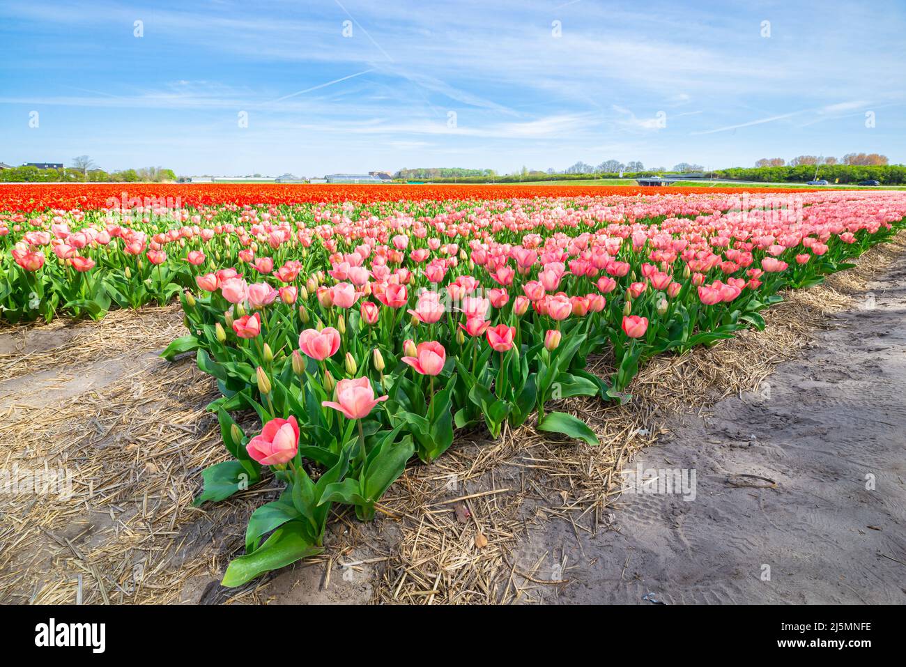 Pink tulip flower beds in the famous Bollenstreek ("Bulb Area") in the