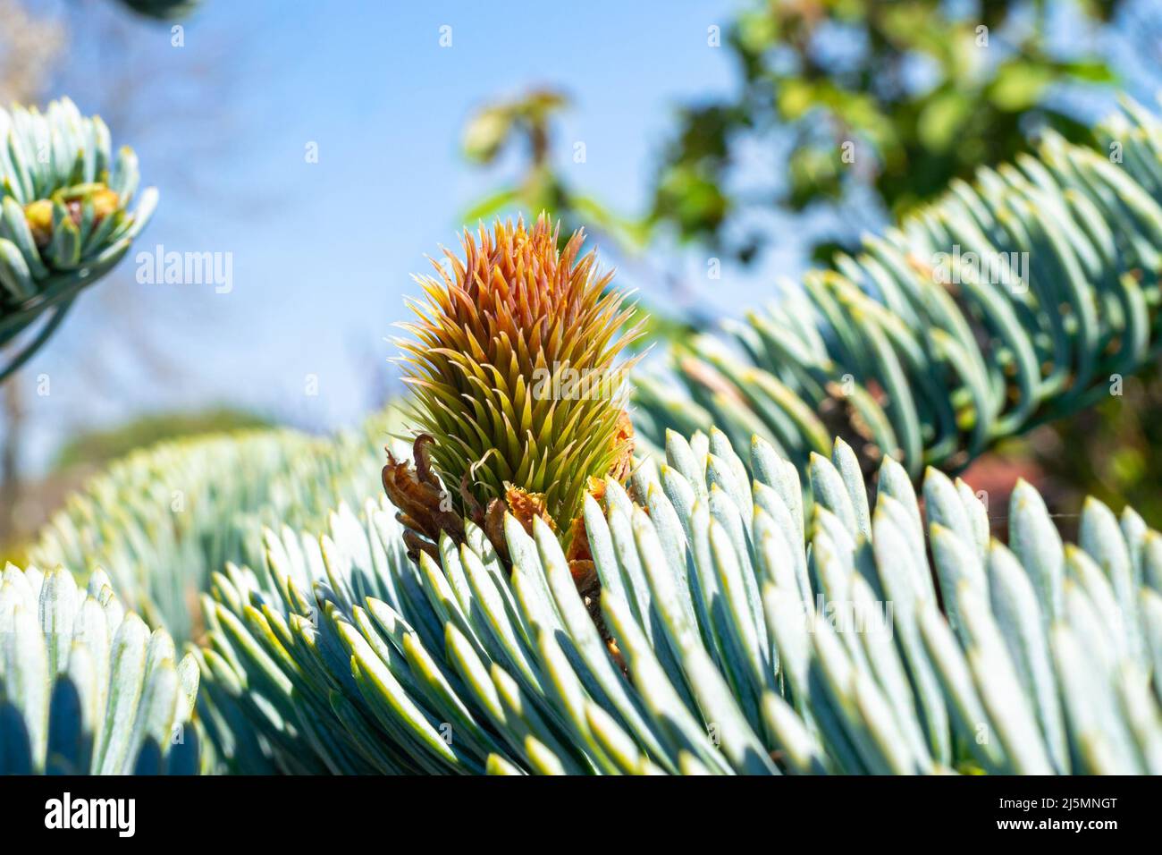 Detailed image of a developing small young cone of Blue Noble Fir (Abies procera glauca) Stock Photo
