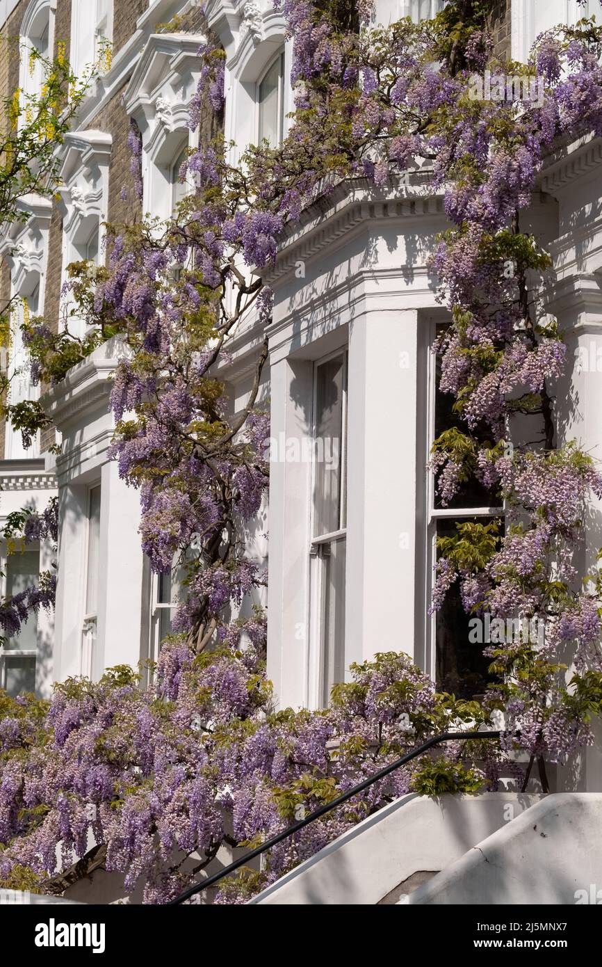 Wisteria vine with stunning purple flowering blooms, photographed in Kensington London UK on a sunny day. Stock Photo