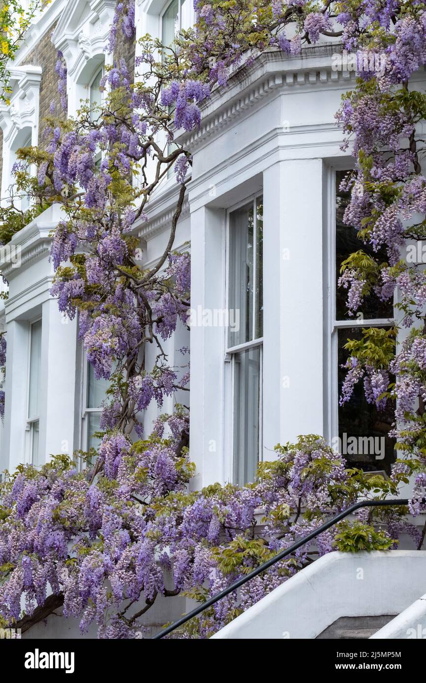Wisteria vine with stunning purple flowering blooms, photographed in Kensington London UK on a sunny day. Stock Photo