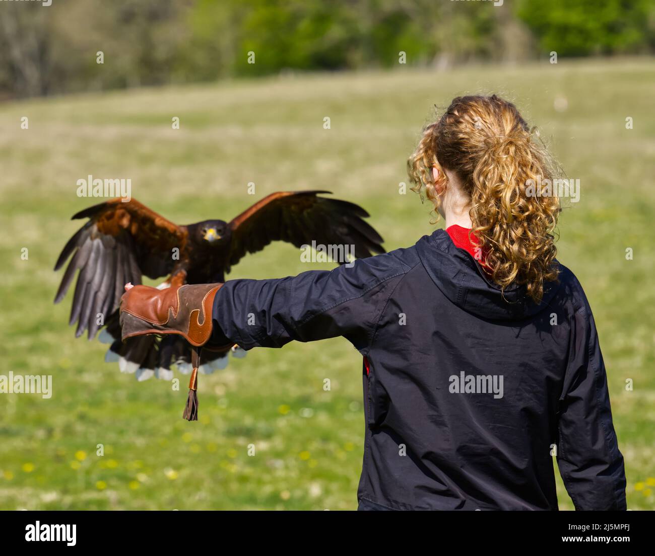 A girl and a Harris's Hawk landing on her arm Stock Photo