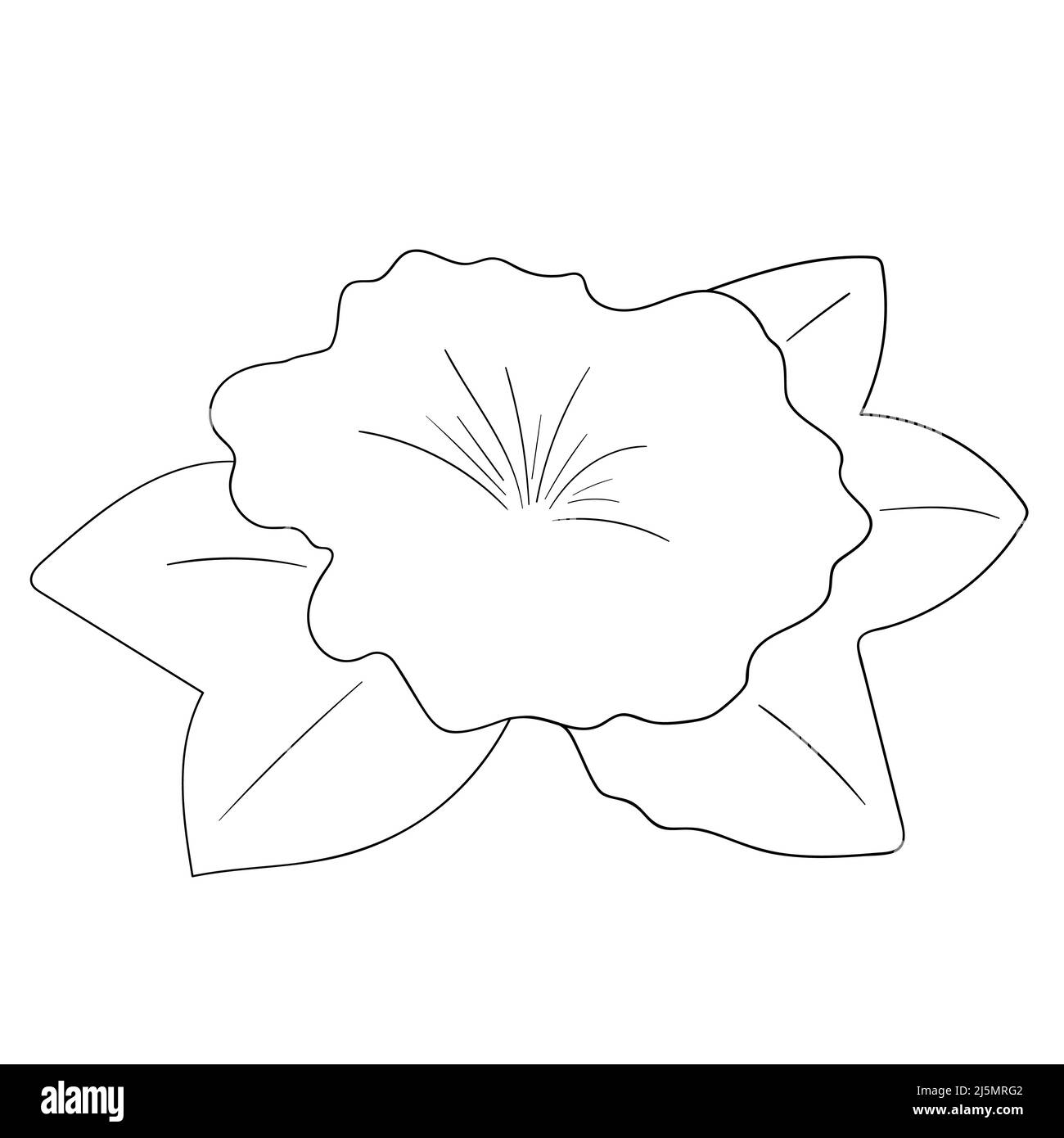 Hawaiian flower drawing Plant drawing Plant sketches