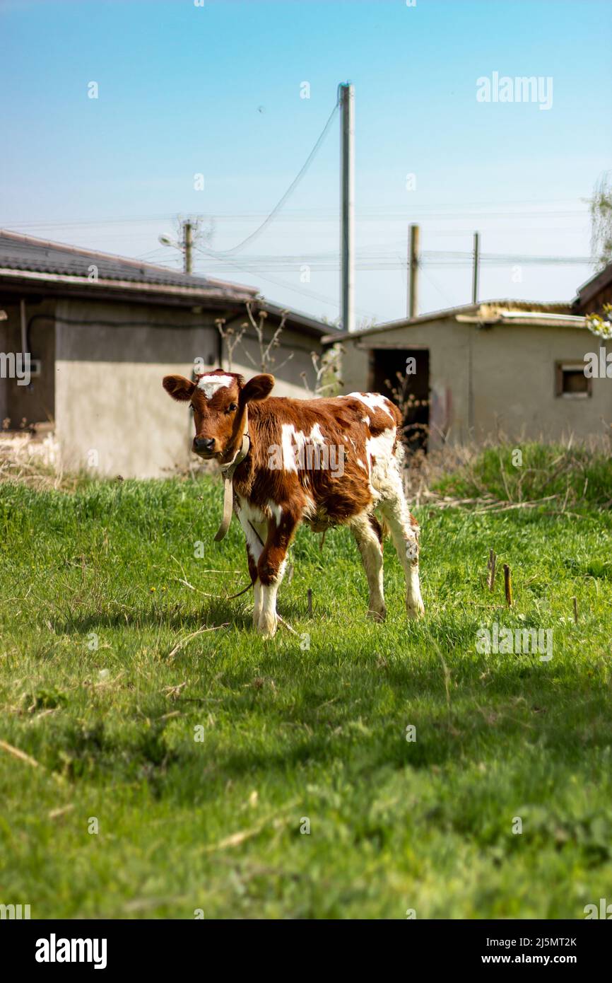 Cute new born pet calf standing in animal field. Pet animal husbandry and Dairy life concept.  Stock Photo