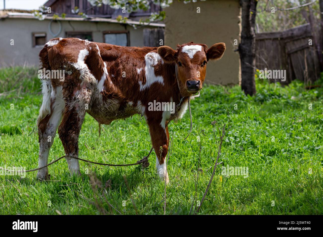 Dirty new born pet calf standing in animal field. Pet animal husbandry and Dairy life concept.  Stock Photo