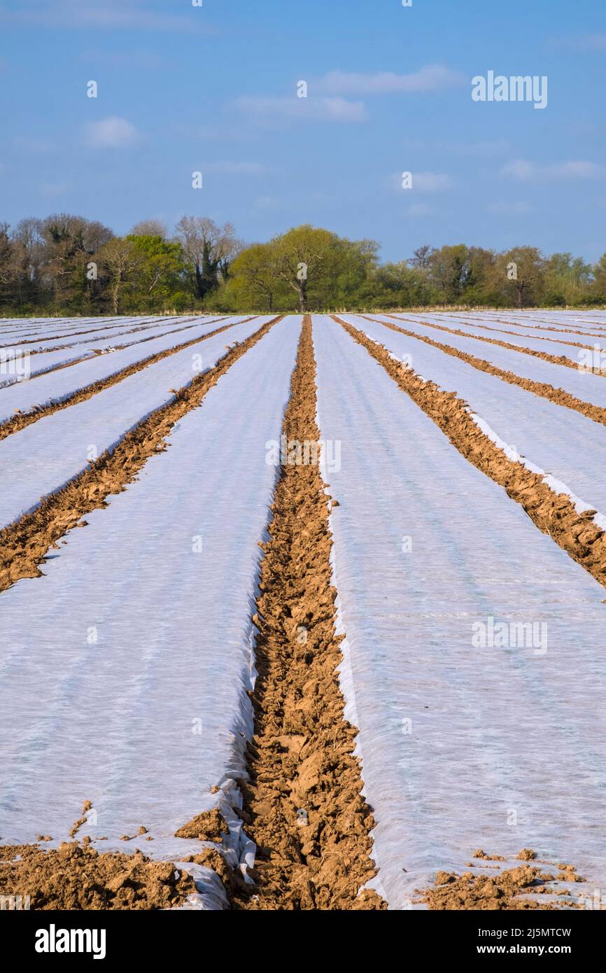 Weather protection protective horticultural fleece on a Norfolk, East Anglia farm growing parsley. Stock Photo