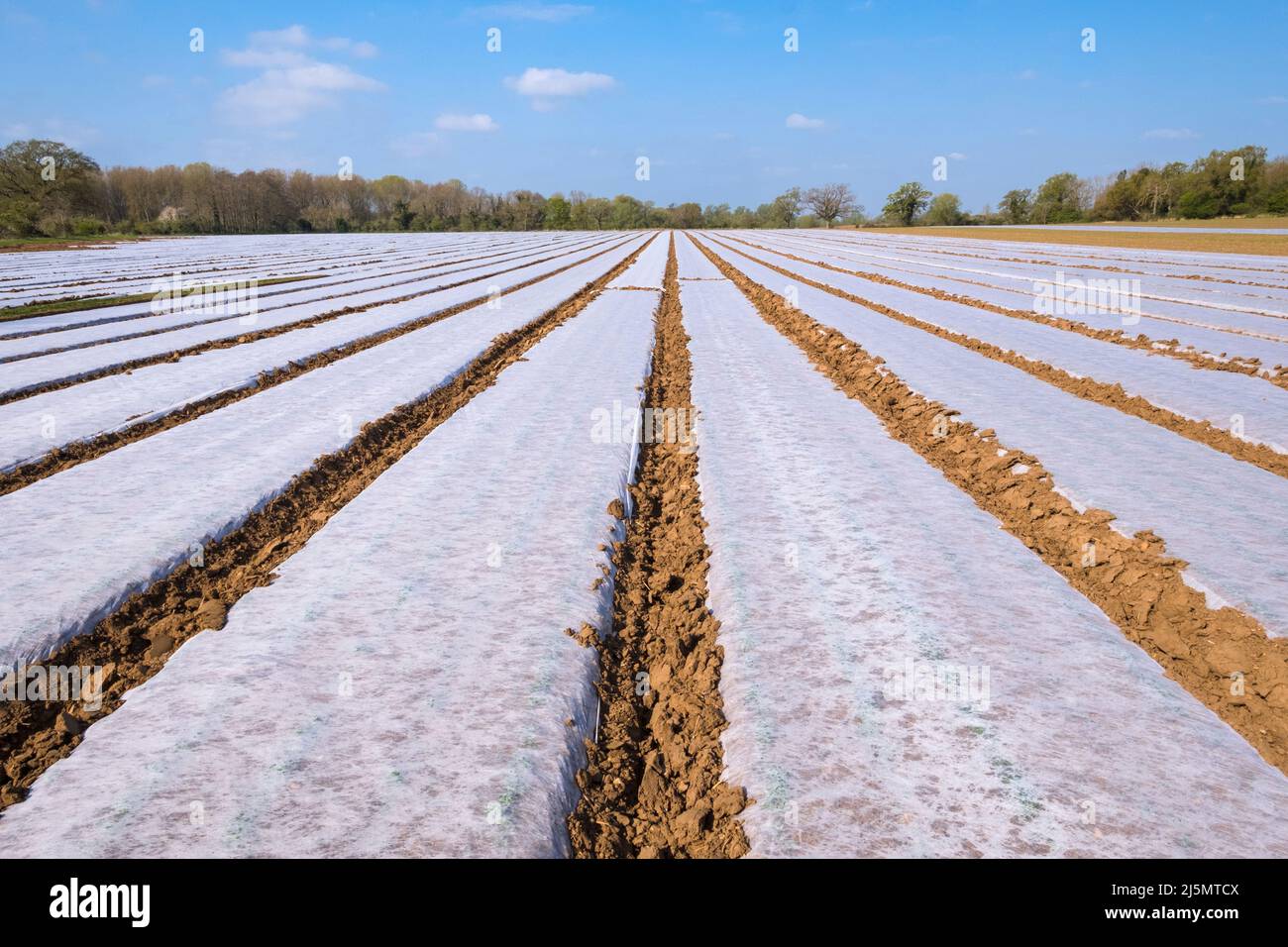 Weather protection protective horticultural fleece on a Norfolk, East Anglia farm growing parsley. Stock Photo