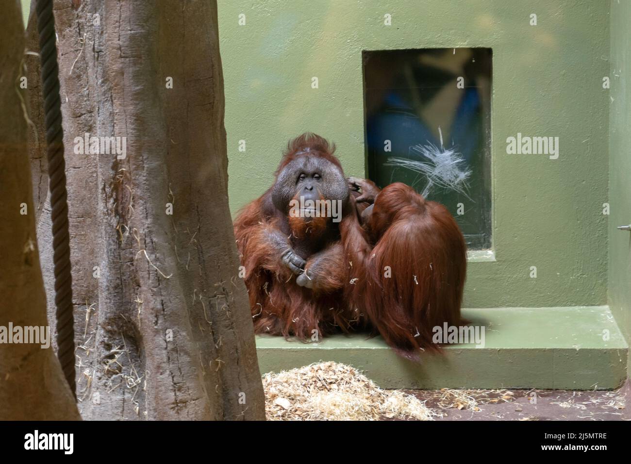 Dublin / Ireland Dublin Zoo animals in captivity Stock Photo Alamy