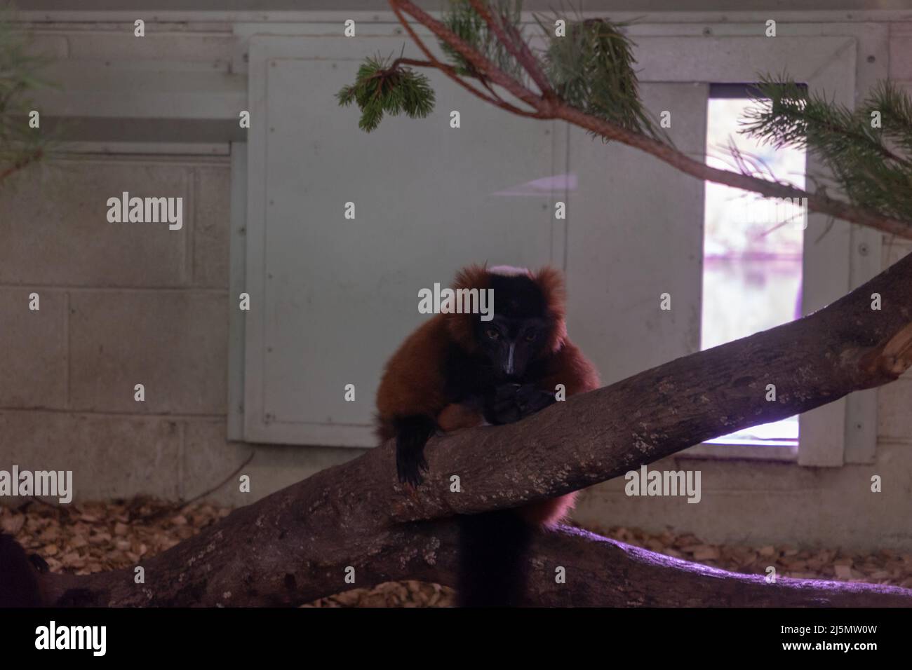 Dublin / Ireland Dublin Zoo animals in captivity Stock Photo Alamy