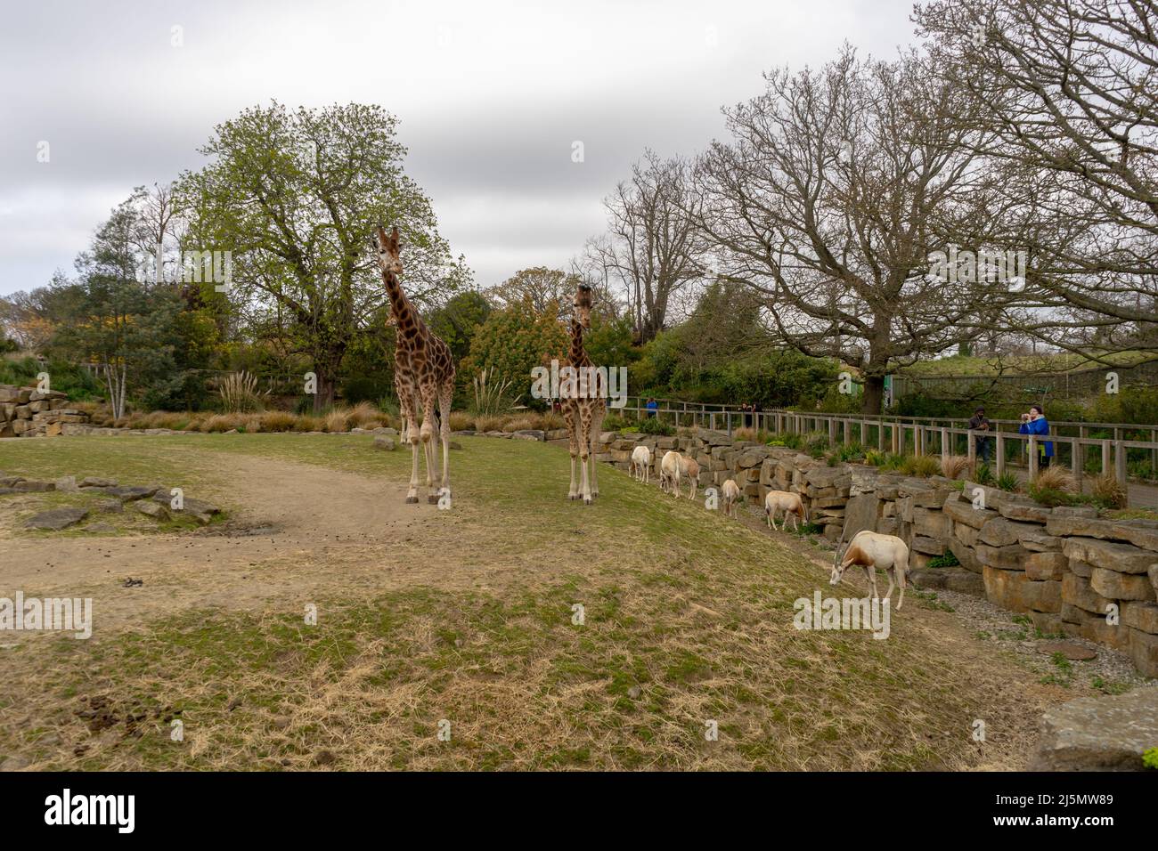 Dublin / Ireland Dublin Zoo animals in captivity Stock Photo Alamy