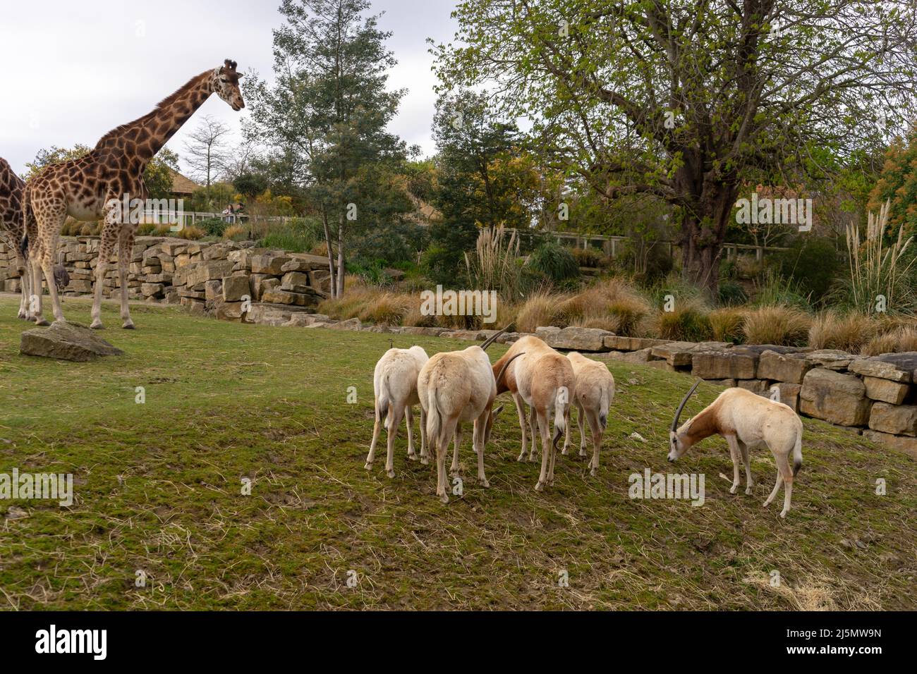 Dublin / Ireland Dublin Zoo animals in captivity Stock Photo Alamy