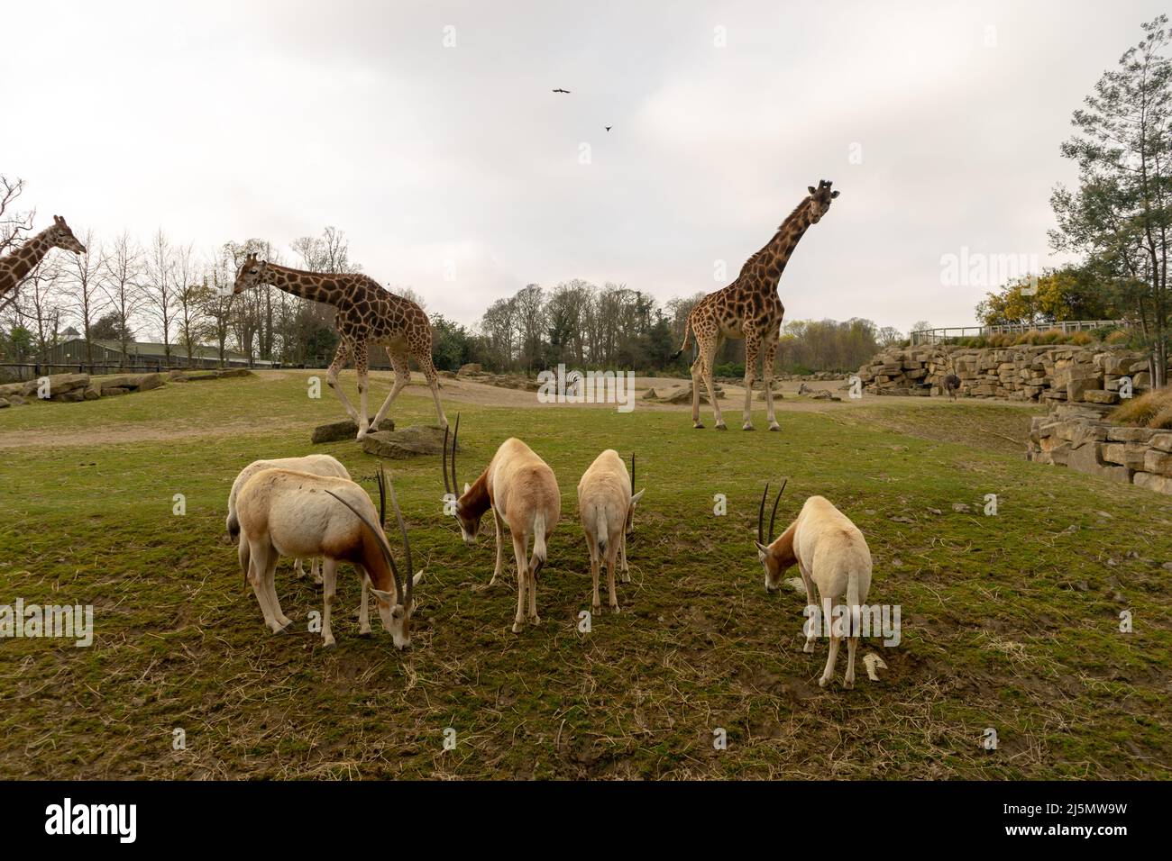 Dublin / Ireland Dublin Zoo animals in captivity Stock Photo Alamy