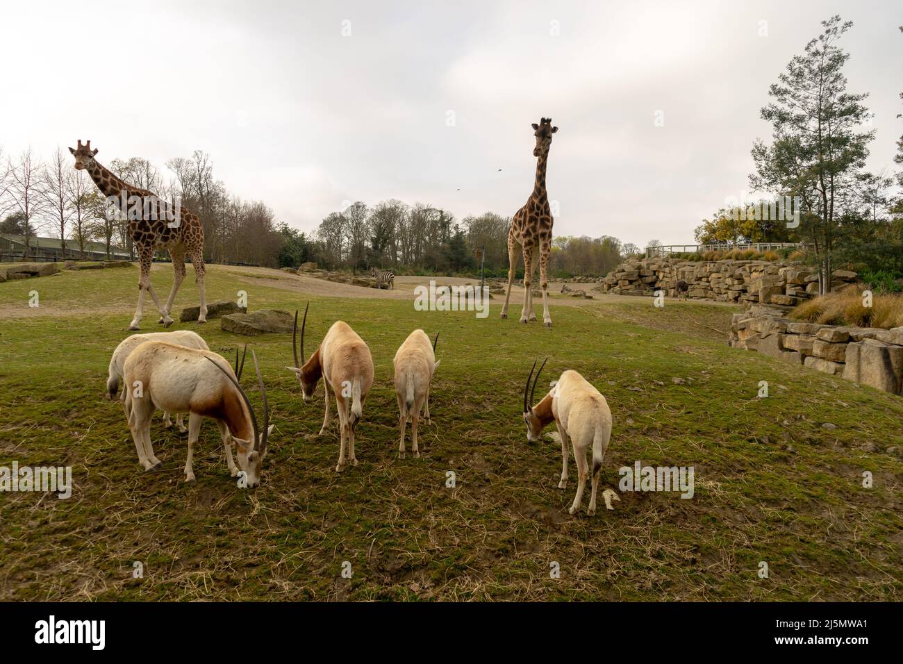 Dublin / Ireland: Dublin Zoo animals in captivity Stock Photo - Alamy