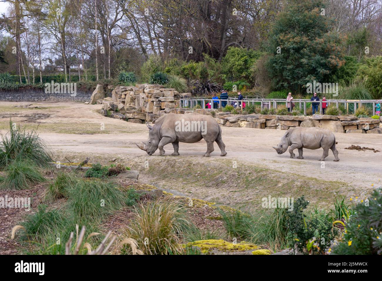 Dublin / Ireland Dublin Zoo animals in captivity Stock Photo Alamy
