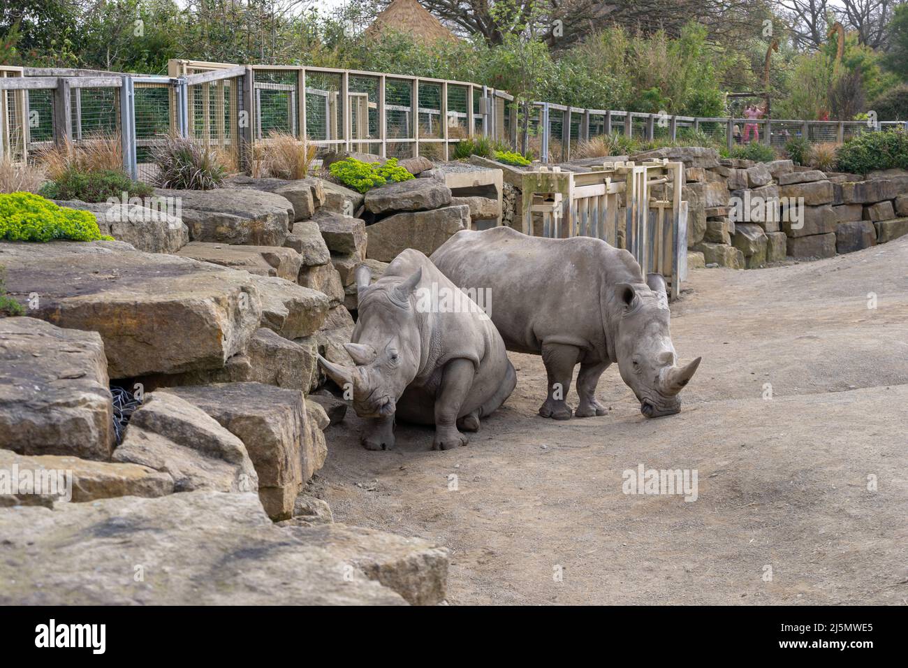 Dublin / Ireland: Dublin Zoo animals in captivity Stock Photo - Alamy