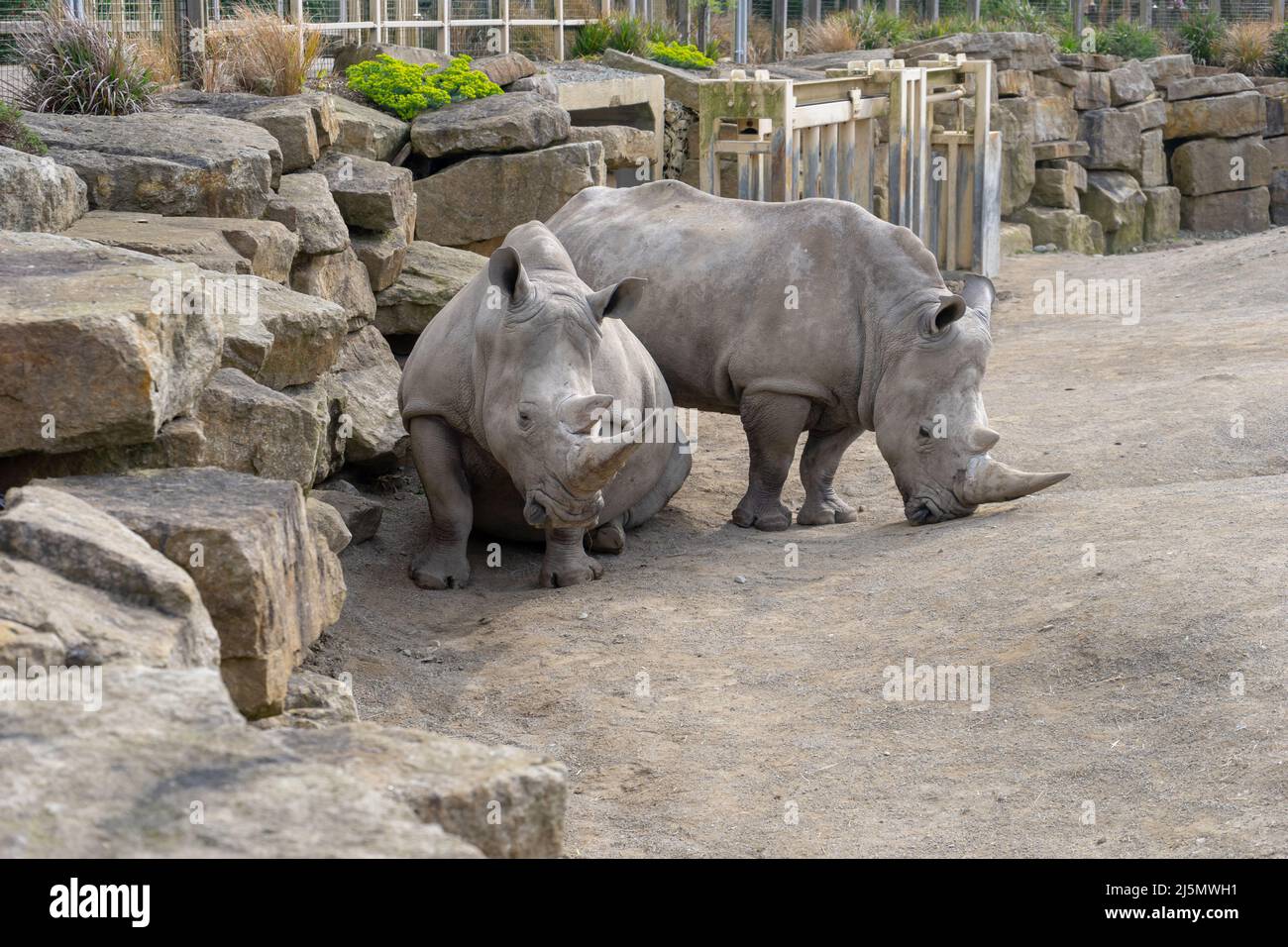 Dublin / Ireland Dublin Zoo animals in captivity Stock Photo Alamy