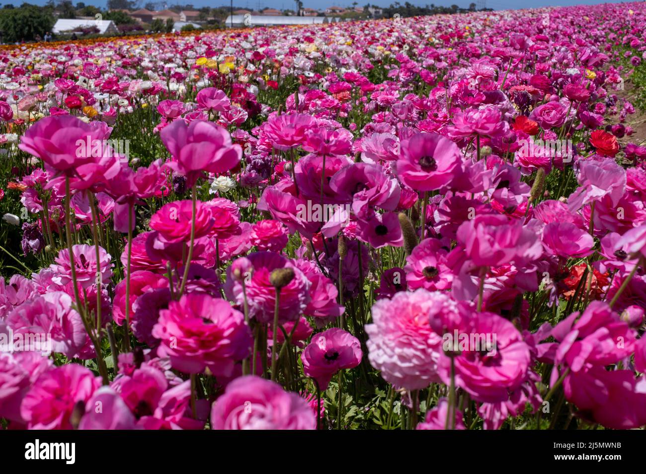 Flowers at Carlsbad Flower Fields, Carlsbad, CA Stock Photo Alamy