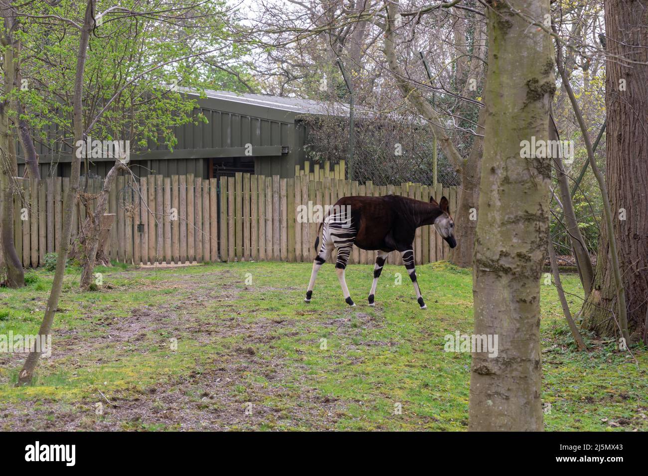 Dublin / Ireland Dublin Zoo animals in captivity Stock Photo Alamy